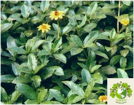 Dược liệu Sài đất