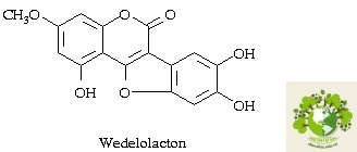 Dược liệu Sài đất