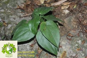 cây Bách Bộ Đá