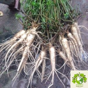 Cây Sâm Bố Chính