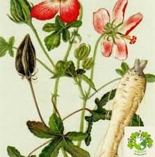 Cây Sâm Bố Chính