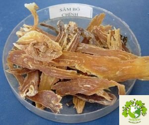 Cây Sâm Bố Chính