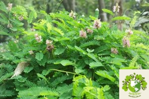 Cây Cam Thảo Dây