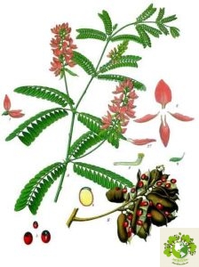 Cây Cam Thảo Dây