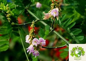 Cây Cam Thảo Dây