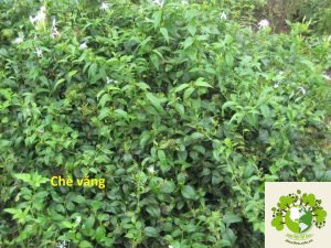 cây Chè Vằng