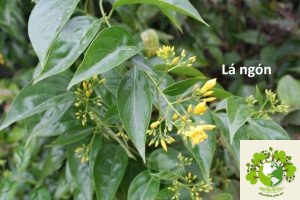 lá ngón