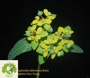 cây Đại Kích Đài Vàng