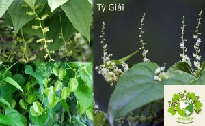Cây Tỳ Giải