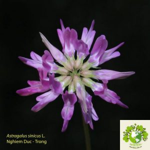 hoàng kỳ trung quốc