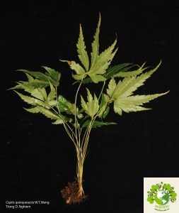 hoàng liên chân gà