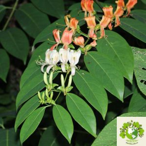 Kim Ngân Cựa Dài