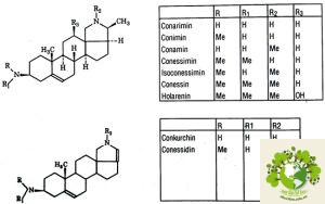 Cây Mức Hoa Trắng