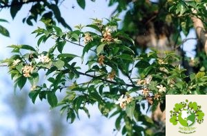 Cây Mức Hoa Trắng