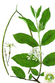 Cây Mức Hoa Trắng