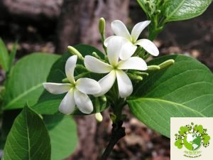 Cây Mức Hoa Trắng