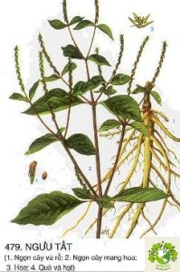 cây ngưu tất