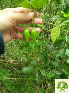 quả Đầu Dài Xoan