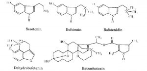 Khái niệm alcaloid