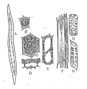 Các loại tế bào thực vật