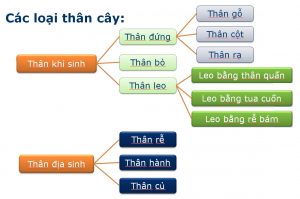 Phân loại thân cây