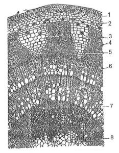 Cấu tạo cấp hai và ba của thân cây