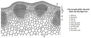 Cấu tạo cấp một của thân cây lớp Ngọc lan