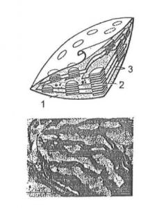 Thể lạp trong tế bào thực vật