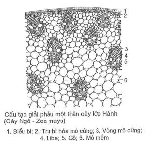Thân cây lớp Hành