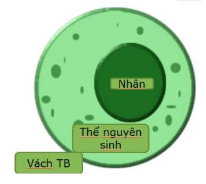 Cấu tạo của tế bào thực vật