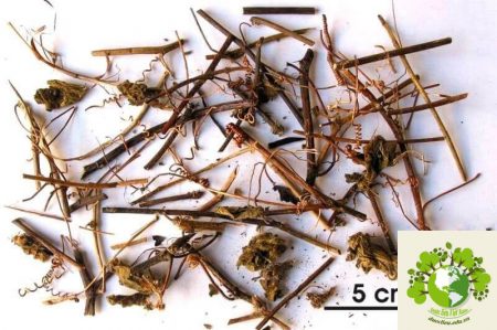 Dược liệu Lạc tiên