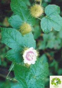 Dược liệu Lạc tiên