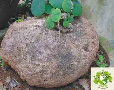 Dược liệu Bình vôi