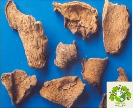 Dược liệu Bình vôi