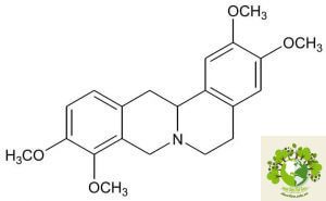 Dược liệu Bình vôi