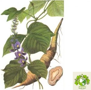 Dược liệu Cát căn