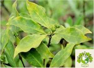 Dược liệu Đại hồi