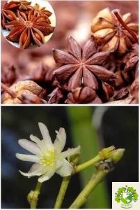 Dược liệu Đại hồi