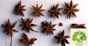 Dược liệu Đại hồi