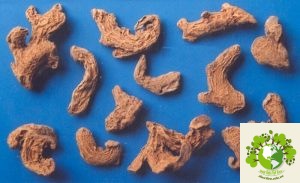 Dược liệu Gừng
