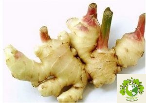 Dược liệu Gừng