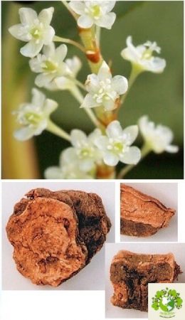 Dược liệu Hà thủ ô đỏ