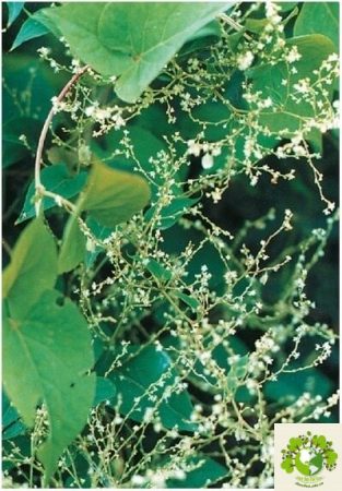 Dược liệu Hà thủ ô đỏ