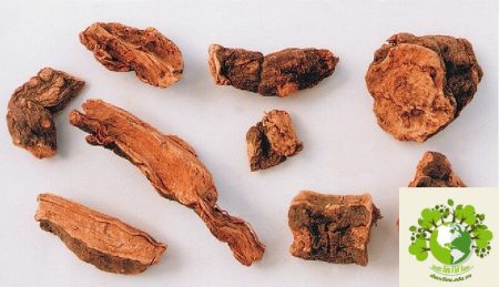 Dược liệu Hà thủ ô đỏ