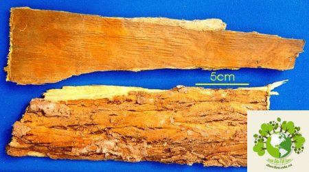 Dược liệu Hoàng Bá