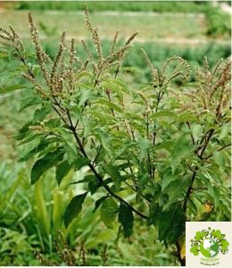 Dược liệu Hương nhu trắng