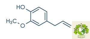 Dược liệu Hương nhu trắng