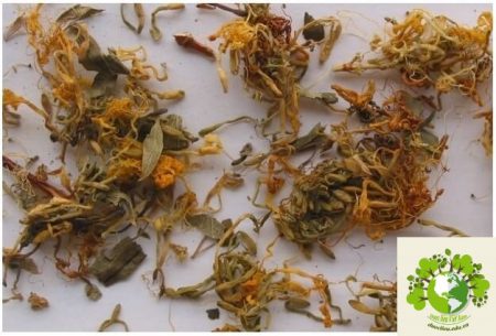 Dược liệu Kim ngân hoa