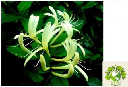 Dược liệu Kim ngân hoa