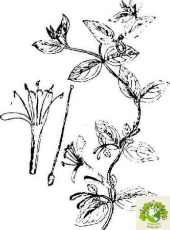 Dược liệu Kim ngân hoa